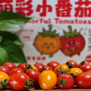 广西百色圣女果 红黄双拼可选 泡沫箱顺丰陆运