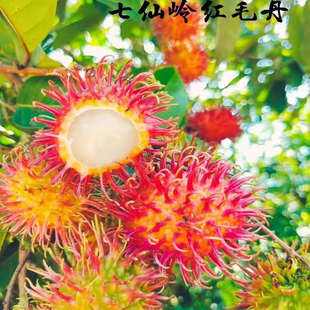 【品质水果】海南保亭红毛丹7号 顺丰空运排单发货