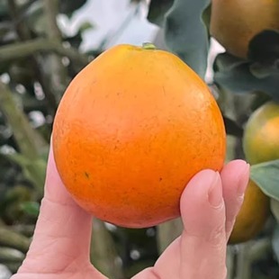 广西脆蜜金柑多汁化渣 中期果皮变薄软 冷藏储存正宗融安顺丰