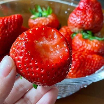 大凉山露天草莓顺丰陆运排单发货 草莓娇贵0度寒冷地区请勿下单