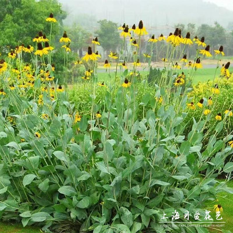 蒲棒菊树苗盆栽观花宿根耐寒背景大花金光菊苗花镜植物搭配地栽花
