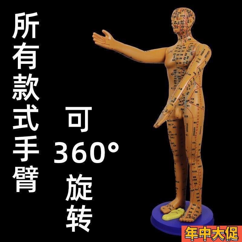 董氏奇穴穴位人体模型十二经络模特图全身中医R针灸教学培训小铜