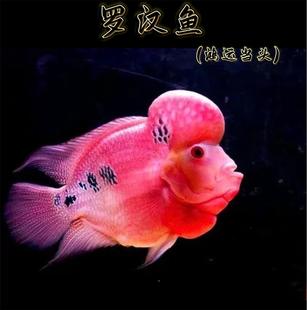 极速古典罗汉/金花/n火凤/鸿运当头罗汉鱼苗/高起头率1条6.8元渔