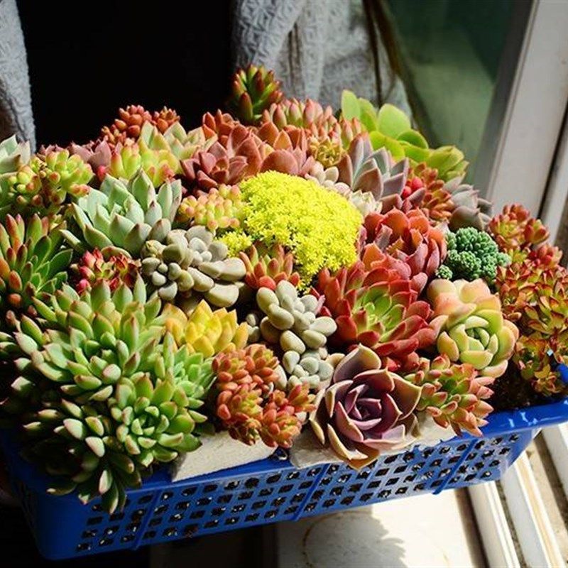 极速稀有品种按斤多年生老u桩大颗肉嘟嘟室内多肉植物室内盆栽花