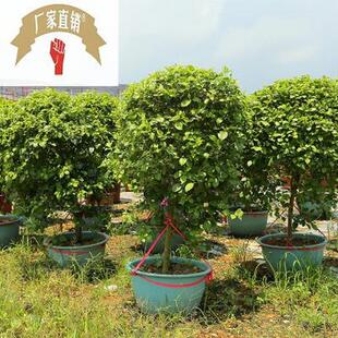 极速盆栽三角梅原产Z地 价格w优惠多规格 成品灌木行道树欢F迎来