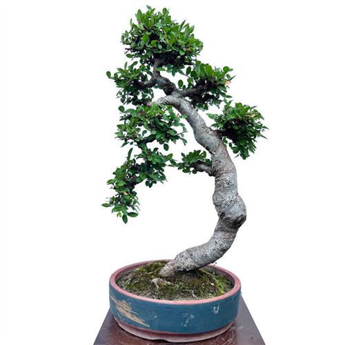 极速榆树老桩高杆直杆文人榆树盆景矮F霸坨坨胖榆附石抱石提跟包