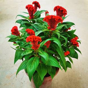 极速鸡冠花盆栽 成品p花苗带花苞 室外阳台耐热花卉花境花坛植物