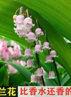 极速玲兰植物铃兰花苗盆栽花卉客厅阳台庭院O铃兰种球根系浓香型