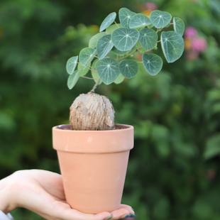 极速象足b龟特色不爬藤圆叶山乌龟立杆非一叶龟素可泰罗卜龟红藤