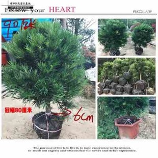 极速促新罗汉松球 树桩罗u汉松盆景老桩独杆罗汉松树形庭院阳台罗