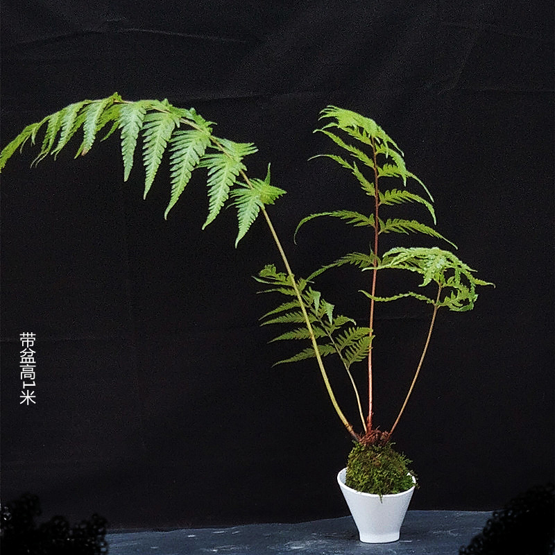 极速盆景胎生狗脊蕨一叶蕨类植物老桩网I红蕨室内绿植造景茶室绿