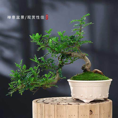 极速清香胡椒木老桩悬崖临水x造型盆景室内驱蚊植物茶室净化空气