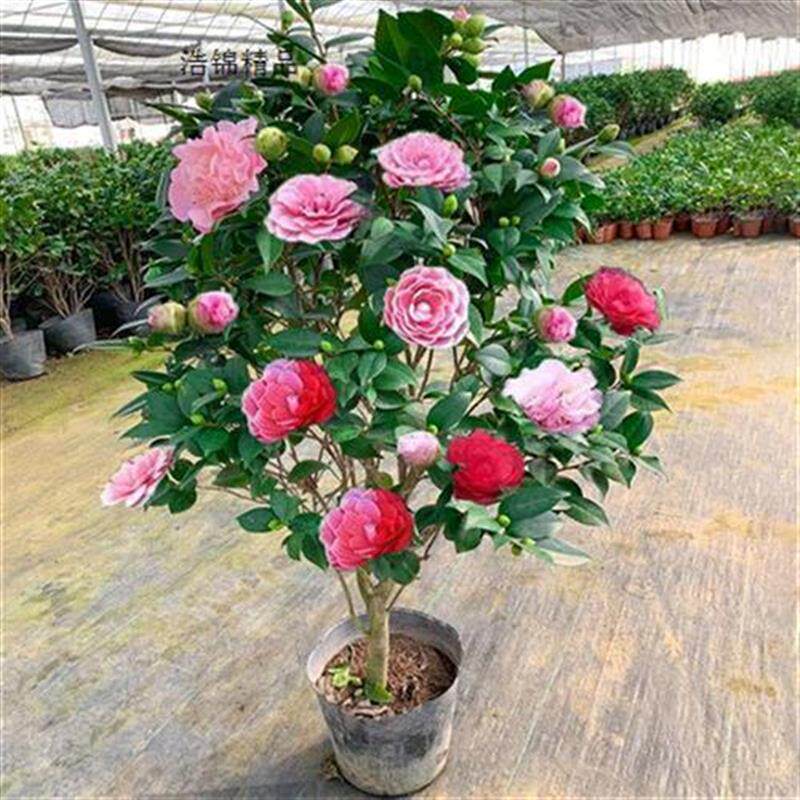 极速茶花带花苞适合冬p天种的花不怕冻的绿植室外耐寒花耐旱花卉