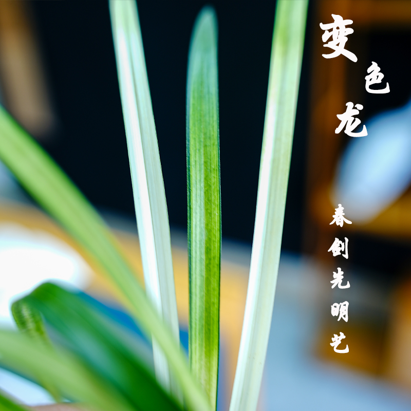 极速春剑名品变色龙中透先明叶A艺兰花苗室内客厅收藏款茶几办公