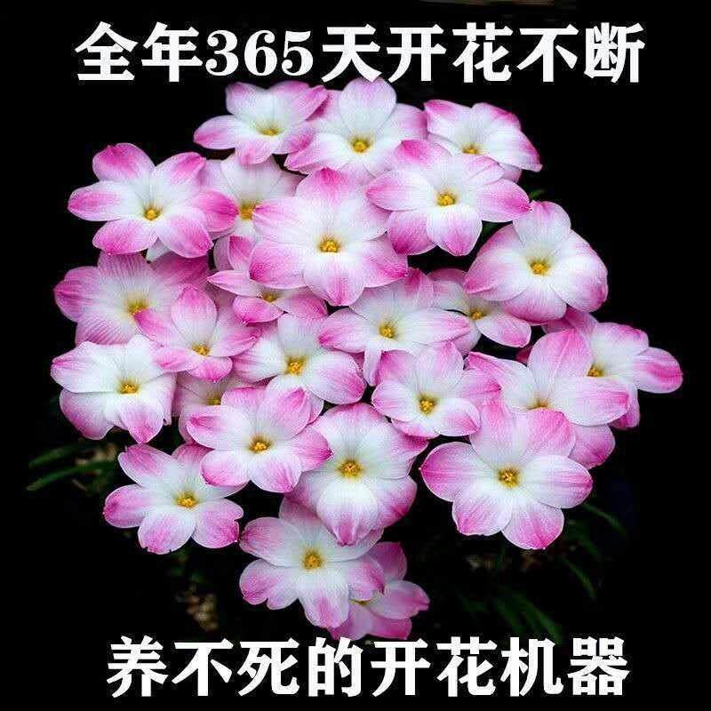 极速冬天室外耐寒花耐冻花卉v不怕冻的绿植室外耐寒耐热四季开花