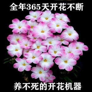 极速冬天室外耐寒花耐冻花卉v不怕冻的绿植室外耐寒耐热四季开花