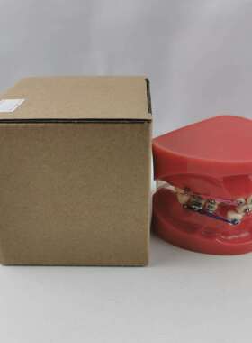 M3005矫正牙齿模型 红色