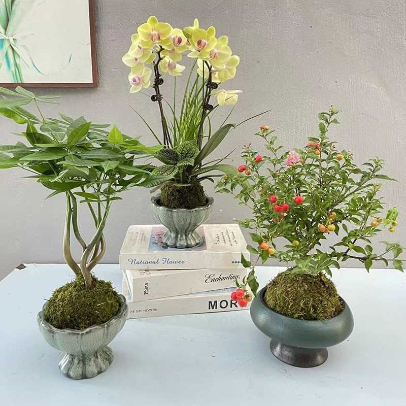 【直播推荐】蝴蝶兰m苔藓球组合植物盆栽带花苞客厅办公桌面发财,鲜花速递/花卉仿真/绿植园艺,仿真绿植,淘宝优惠券,粉丝福利购,淘宝优惠卷