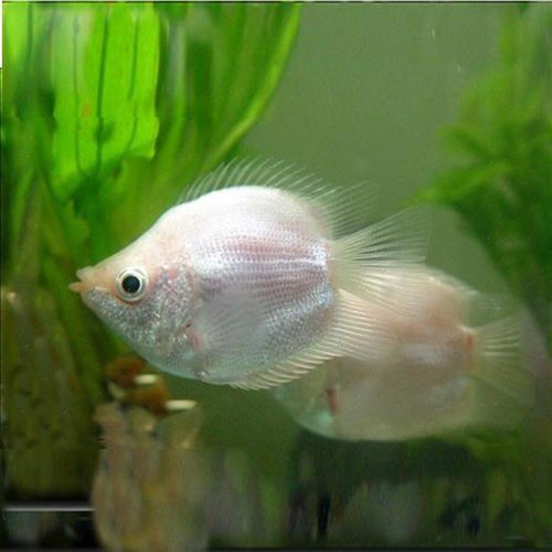 吻嘴魚接吻魚好養(yǎng)小魚活觀賞魚淡水熱帶桌面書桌親嘴魚親親魚活魚