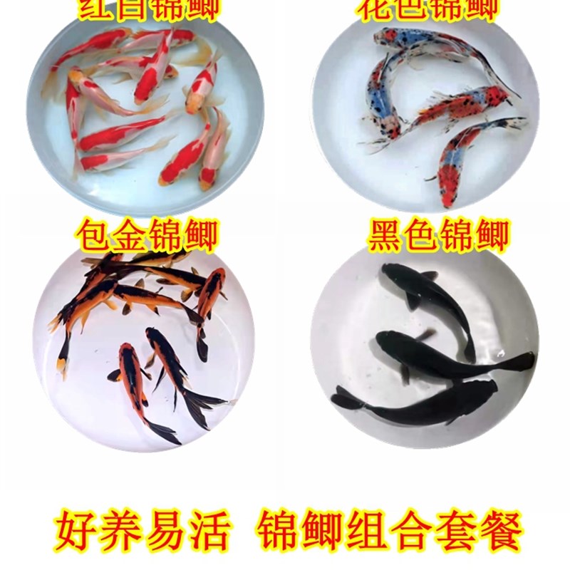 极速兰花锦鲫鱼观赏鱼锦鲤t练手冷水鱼易养耐活小型鱼淡水鱼花色
