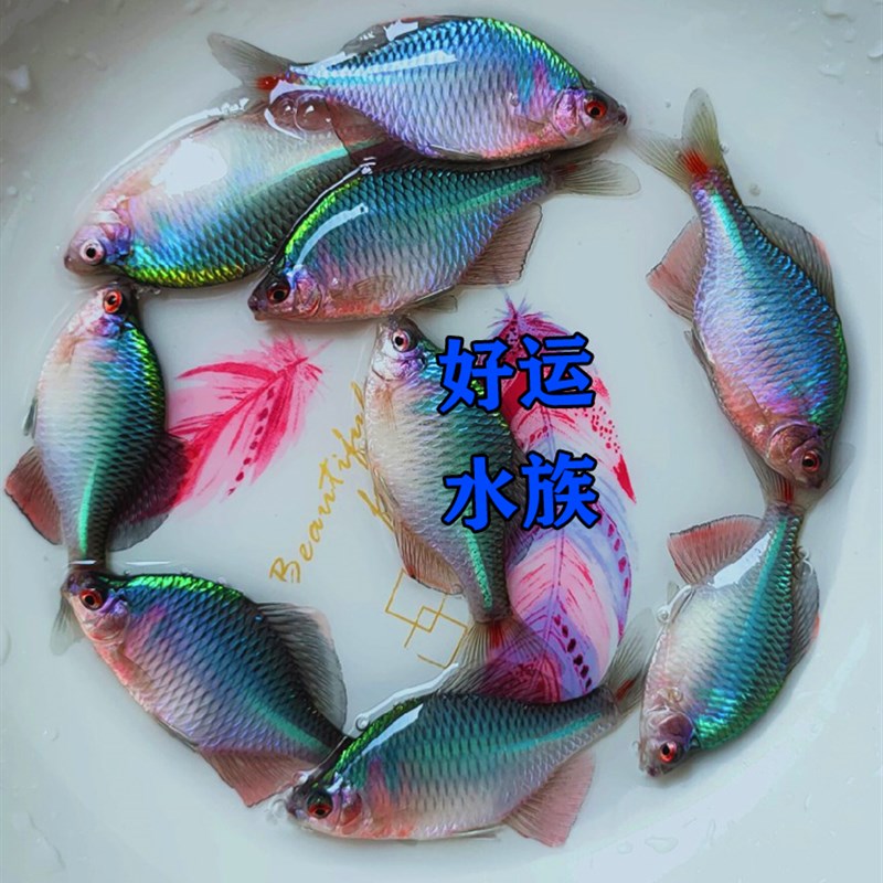 极速好养淡水观赏鰟鮍鱼七v彩旁皮除藻冷水鱼活体小型鱼苗原生羣