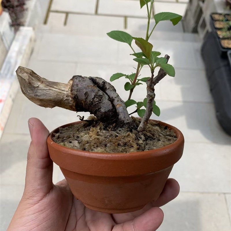 推荐木木三e/原生海棠小老桩盆景 办公桌茶台造型盆景