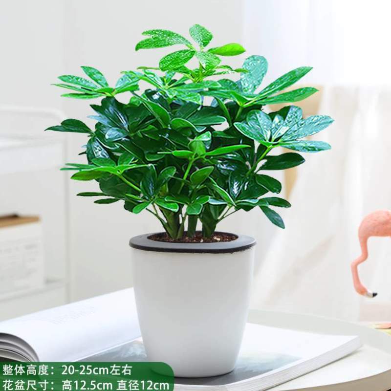 四阳台八方绿植季常青树盆苗发财栽招财桌面!鸭脚花DKI2050卉木室