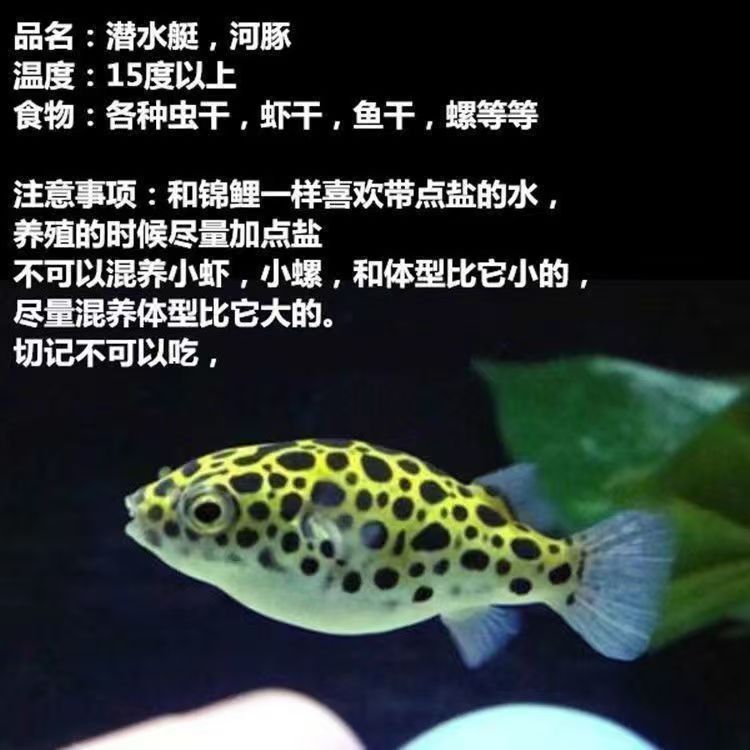 河豚观赏鱼金娃娃潜水艇