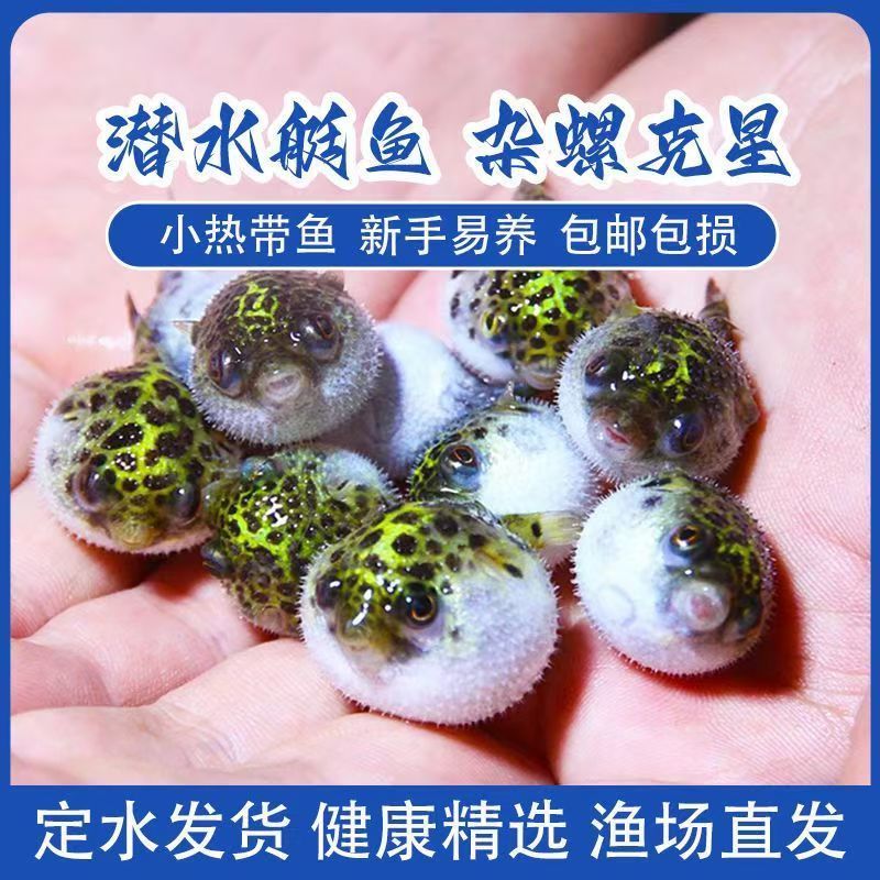 淡水河豚金娃娃观赏鱼