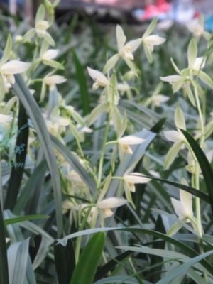 带花苞广东兰花苗建兰四季兰 大荷花素 花大荷型浓香阳台庭院绿植