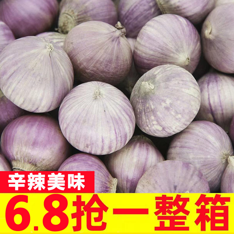 云南独头蒜紫皮大蒜干大蒜