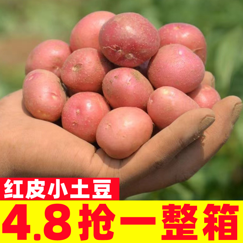 2025年云南本地新小土豆