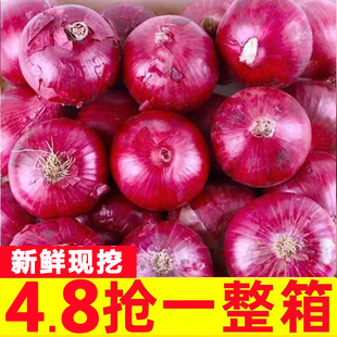 云南紫皮洋葱9斤圆葱葱头新鲜应季蔬菜农家甜味可生吃红洋葱水果