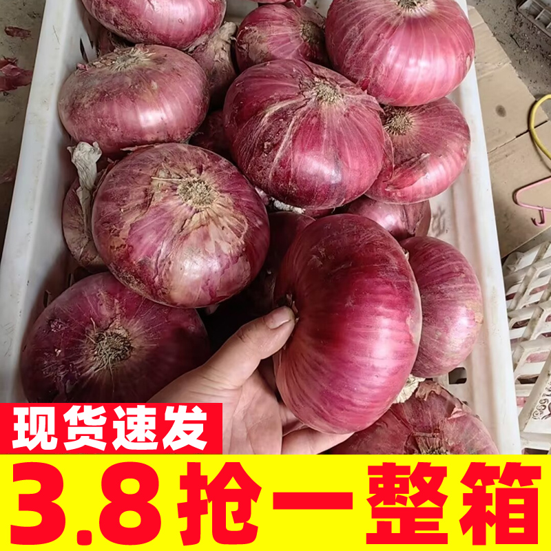 2025云南紫皮洋葱新鲜9斤圆葱洋葱蔬菜红皮特产农家元葱水果包邮1