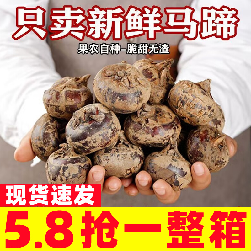 新鲜马蹄荸荠大果应当季水果