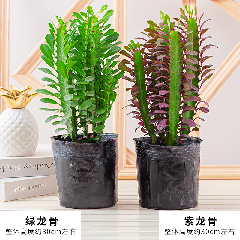 龙骨盆栽仙人掌盆景老桩植物室内花四季好养活客厅办公室桌面绿植