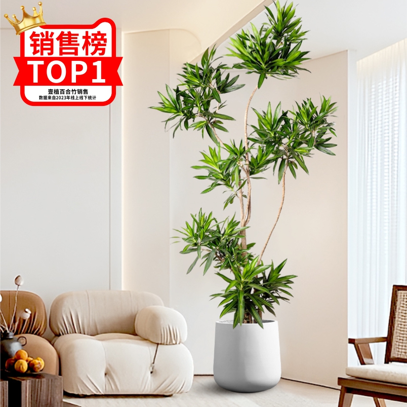 百合竹真绿植客厅大型落地金边老桩大盆栽室内办公室好养青叶植物