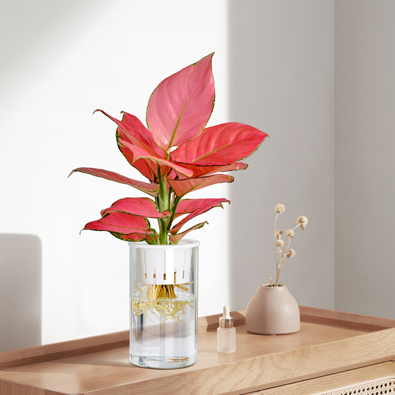 水培植物办公桌面懒人好养绿植水养文竹红如意室内常青植物盆栽