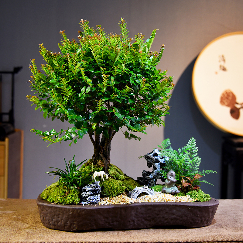 黑骨茶盆栽室内绿植小叶紫檀盆景老桩植物苔藓微景观国风盆景送礼