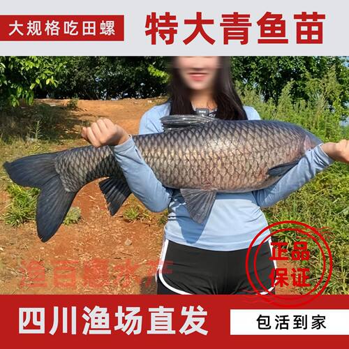 大规格青鱼苗淡水养殖鱼苗乌皖鱼灰草鱼吃螺丝螺蛳青鱼苗包邮包活