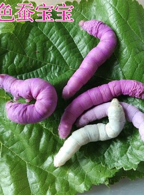 新品蚕宝宝专用饲料 蚕宝宝彩色饲料搭配H 黄紫红蓝色饲料10元包