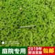极速鲜活苔藓微j景观盆景铺面装 饰青苔山水盆景专用装 饰苔藓植物