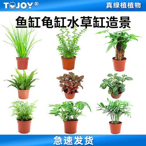 黄缘龟陆龟造景真绿植易养活植物