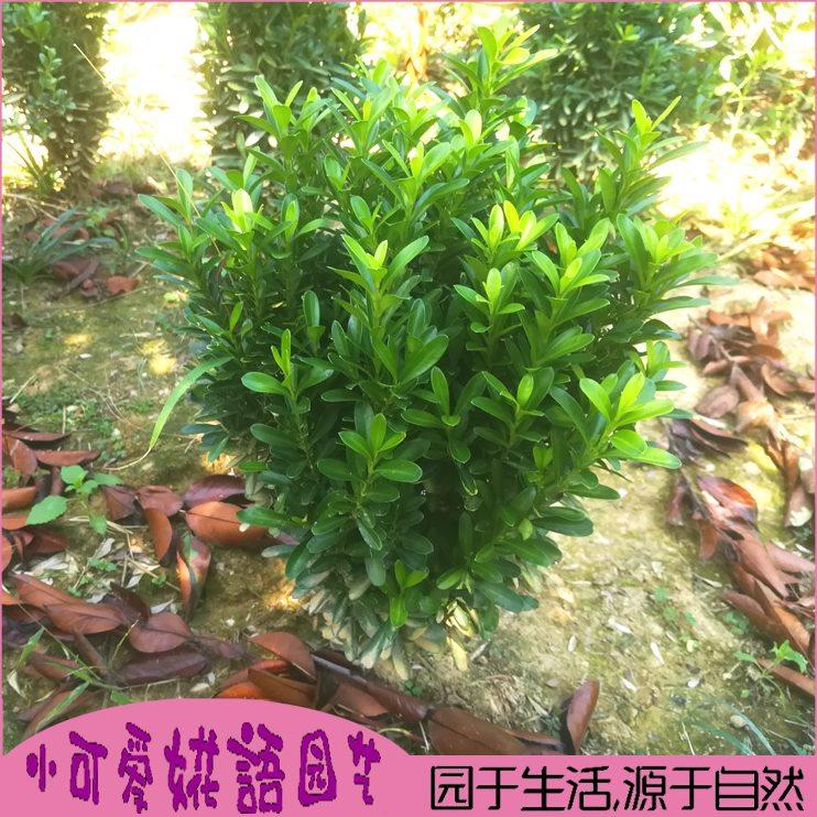 瓜子黄杨球形小叶黄杨造型树盆景老桩雀舌黄杨苗别墅庭院园林绿化
