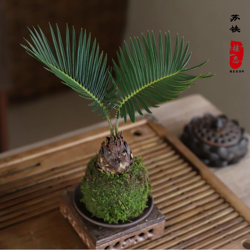 铁树苏铁小盆景盆栽绿植室内桌面巴西好养茶室苔藓球水培易活植物
