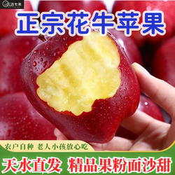 现摘正宗甘肃天水花牛苹果蛇红果小孩老人面粉脆沙甜苹果新鲜水果