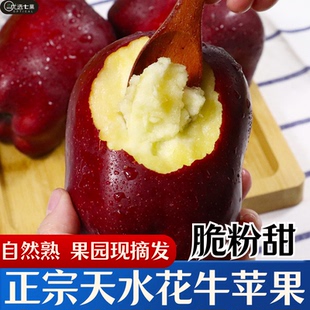 粉面香甜婴儿辅食刮泥 正宗甘肃天水花牛苹果新鲜应季 现摘发货