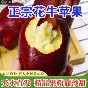 正宗甘肃天水花牛苹果现摘蛇红果小孩老人面粉脆沙甜苹果新鲜水果
