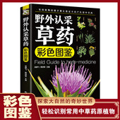 野外认采草药彩色图鉴图解中华汉方快速认药彩图全套中草药学野外识别应用彩色图鉴中草药彩图大全图解版 草药材识别入门通俗易懂