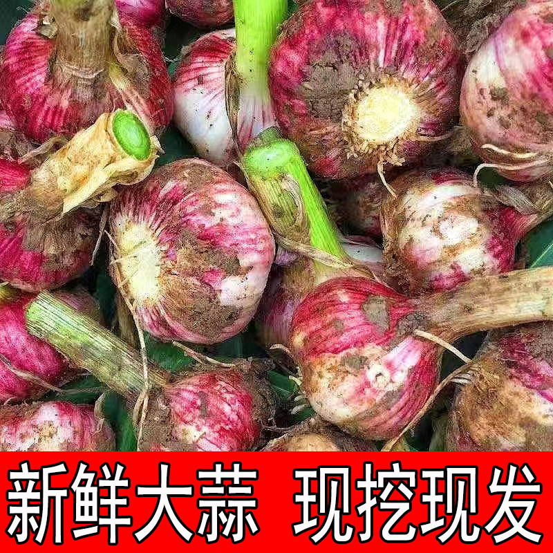 2026年紫皮鲜蒜白皮新鲜大蒜头5斤现挖湿蒜嫩蒜腌制泡蒜糖蒜新蒜3